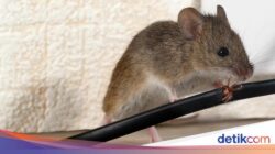 Apa Perbedaan Curut dan Tikus? Ini Ciri-cirinya